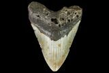 Bargain, Fossil Megalodon Tooth - North Carolina #108971-1